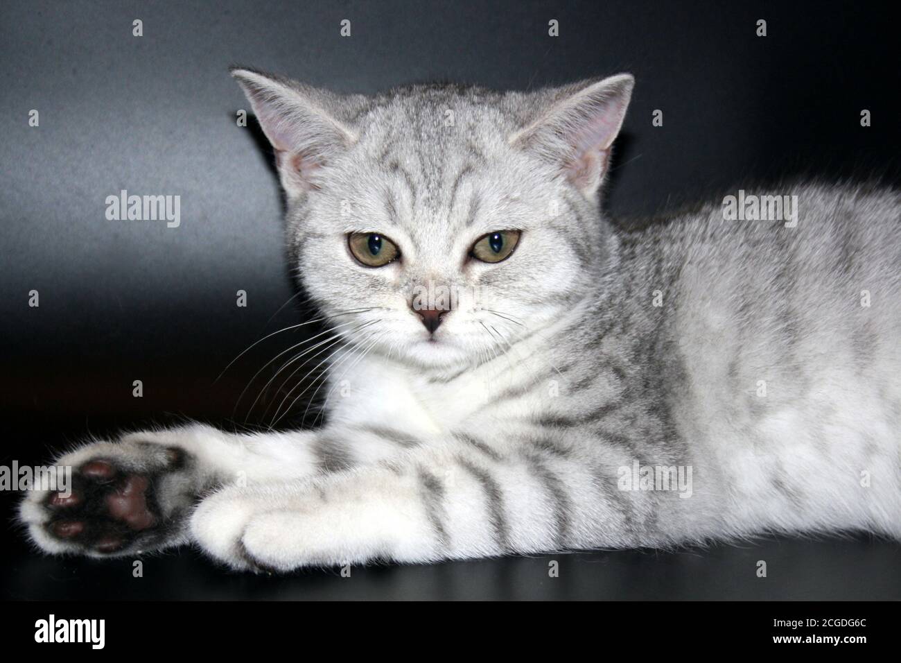 Nahaufnahme Porträt einer schönen silbernen schottischen geraden Katze Stockfoto