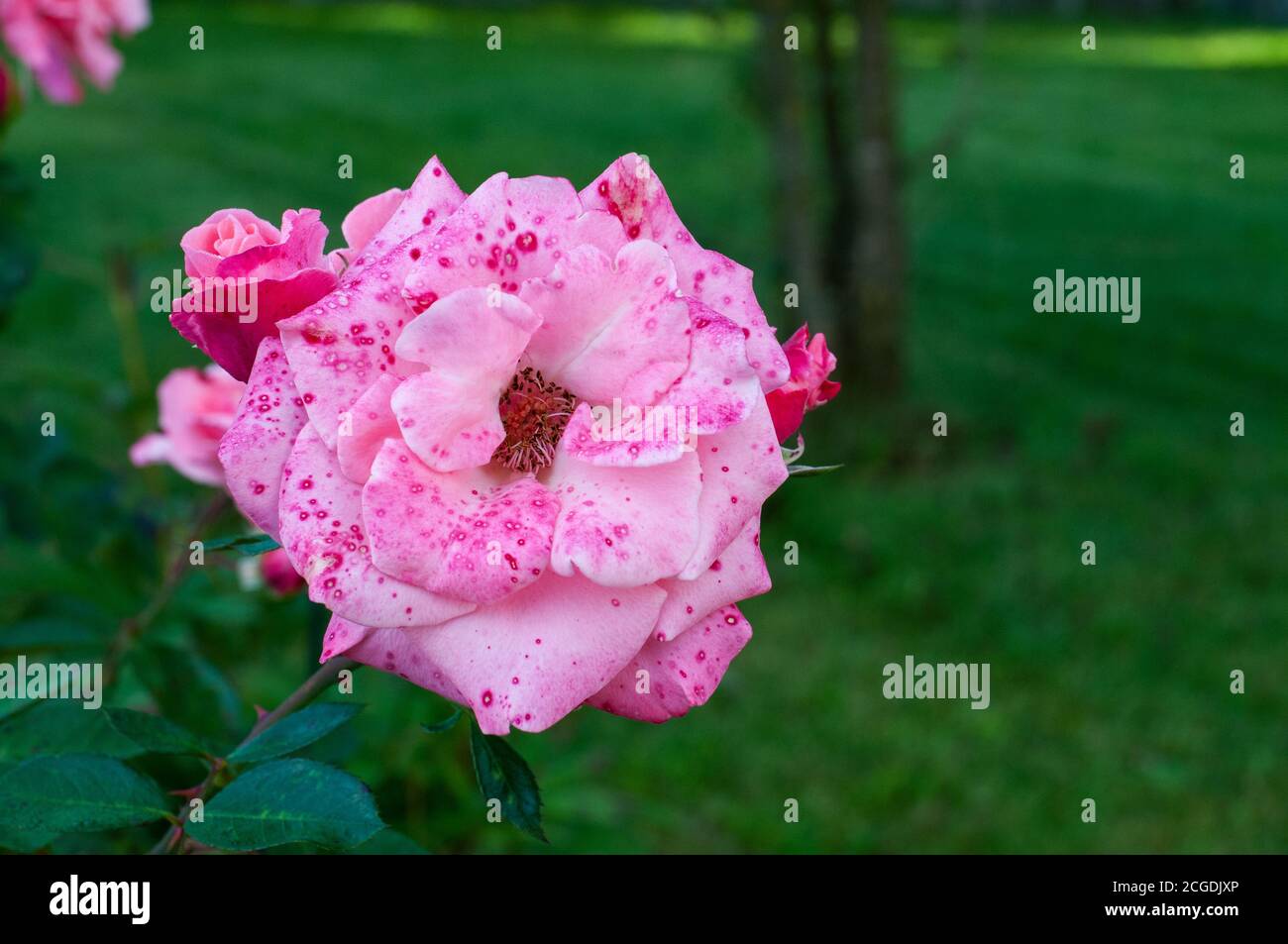Die rosa Blütenblätter einer Rosenblüte, die durch Regen beschädigt wurde Tropfen mit roten Punkten Stockfoto