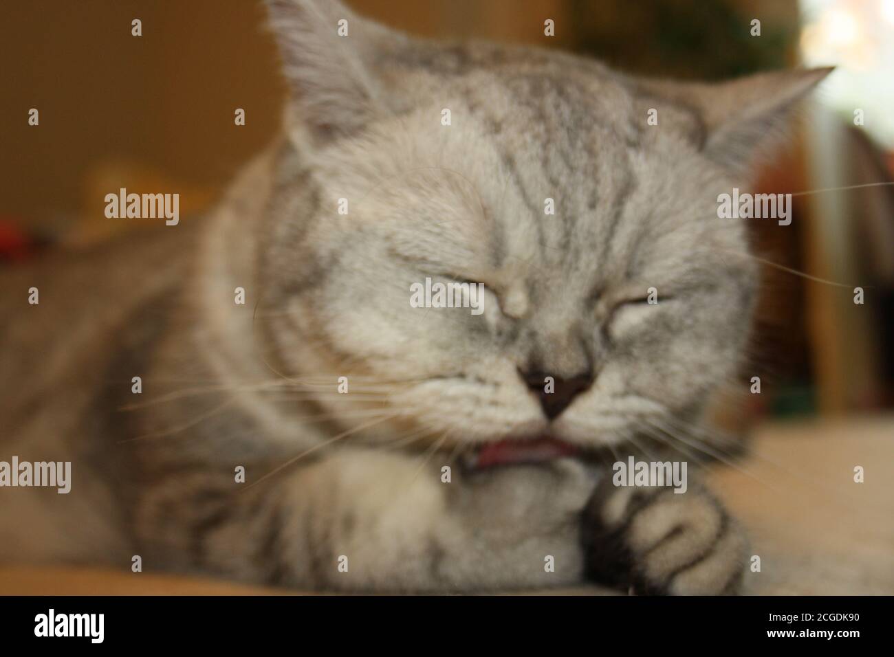 Nahaufnahme Porträt einer schönen silbernen schottischen geraden Katze Stockfoto