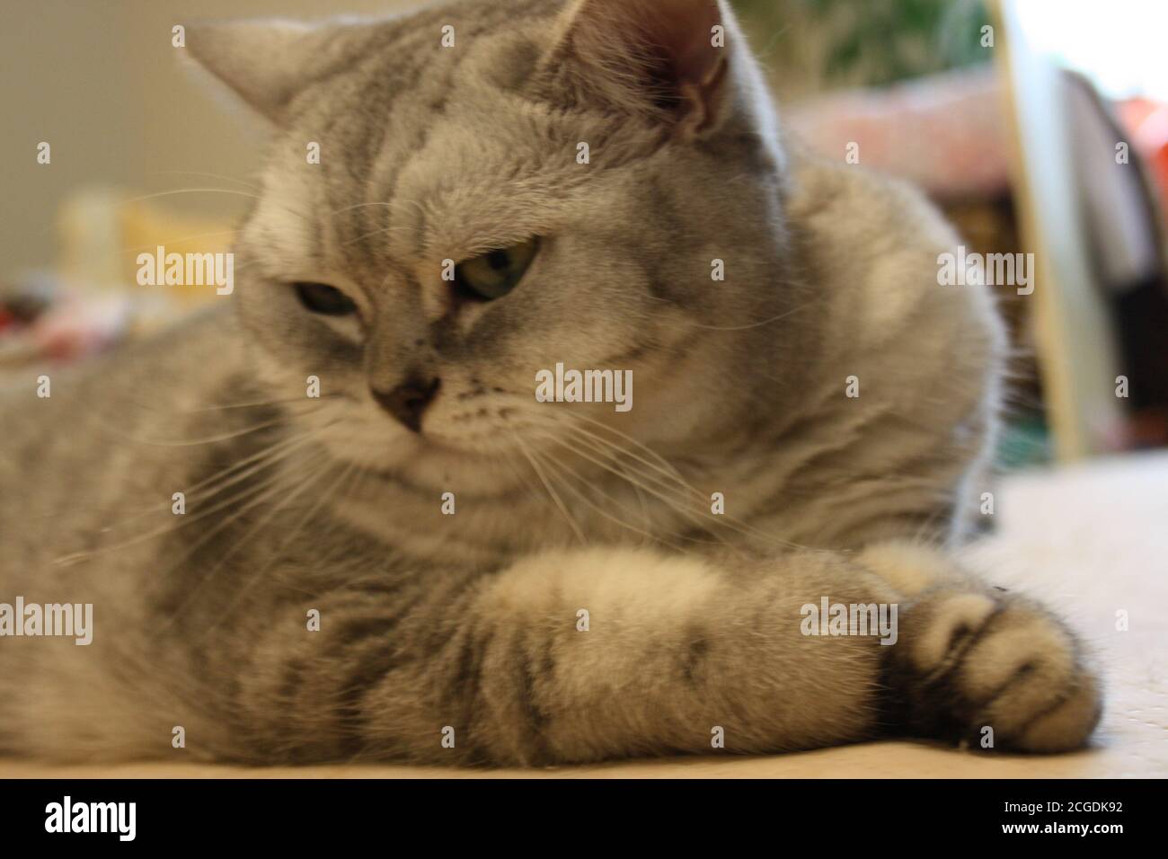 Nahaufnahme Porträt einer schönen silbernen schottischen geraden Katze Stockfoto