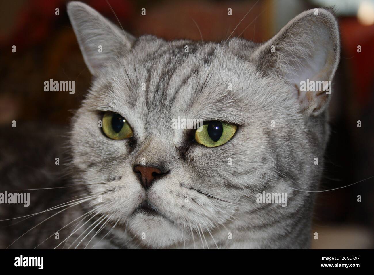 Nahaufnahme Porträt einer schönen silbernen schottischen geraden Katze Stockfoto