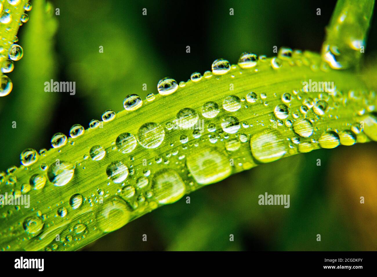 Details von Wassertropfen auf Grasblatt 3 Stockfoto