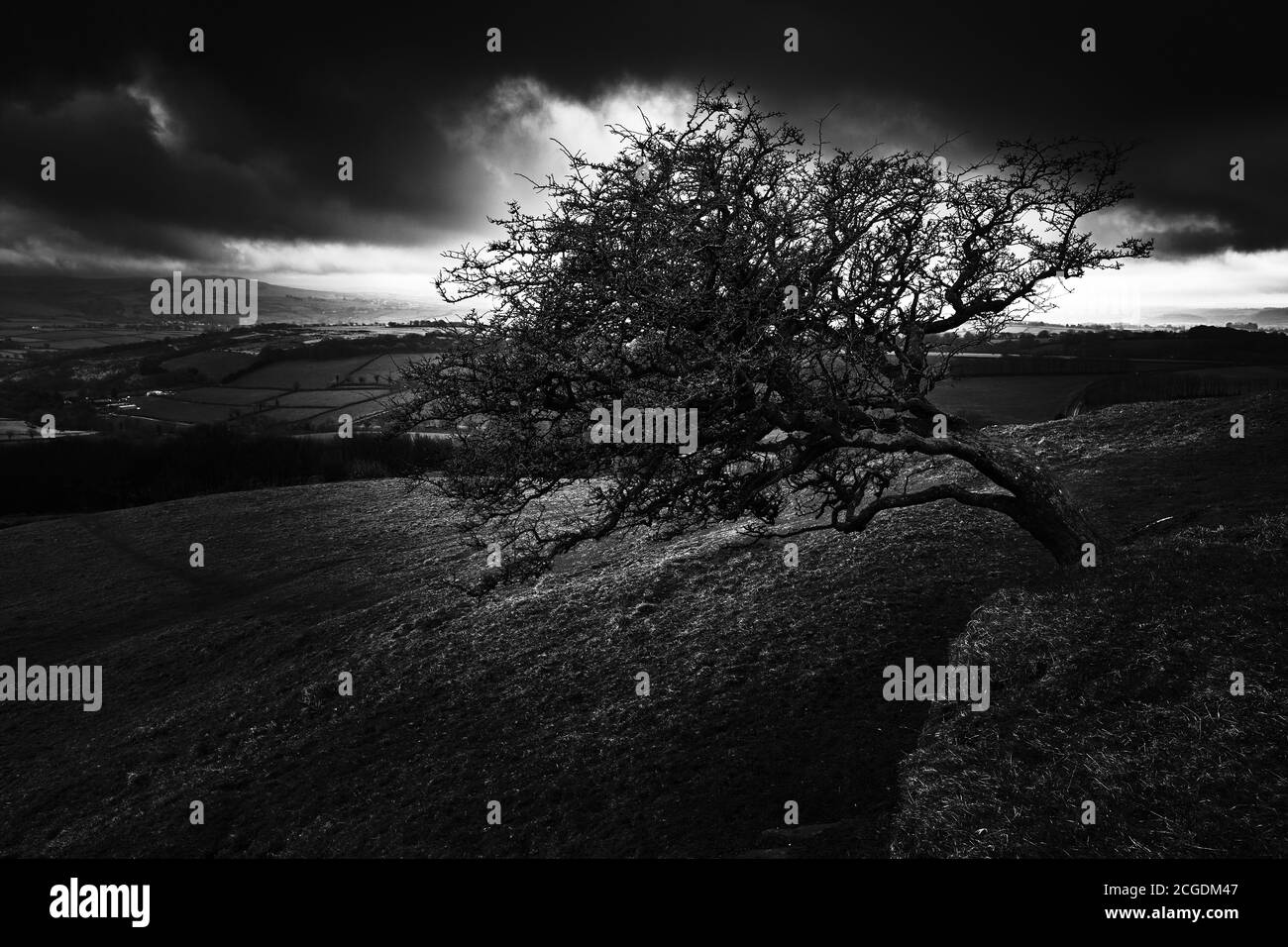 Silhouette des schiefen Baumes auf dem Hügel Stockfoto