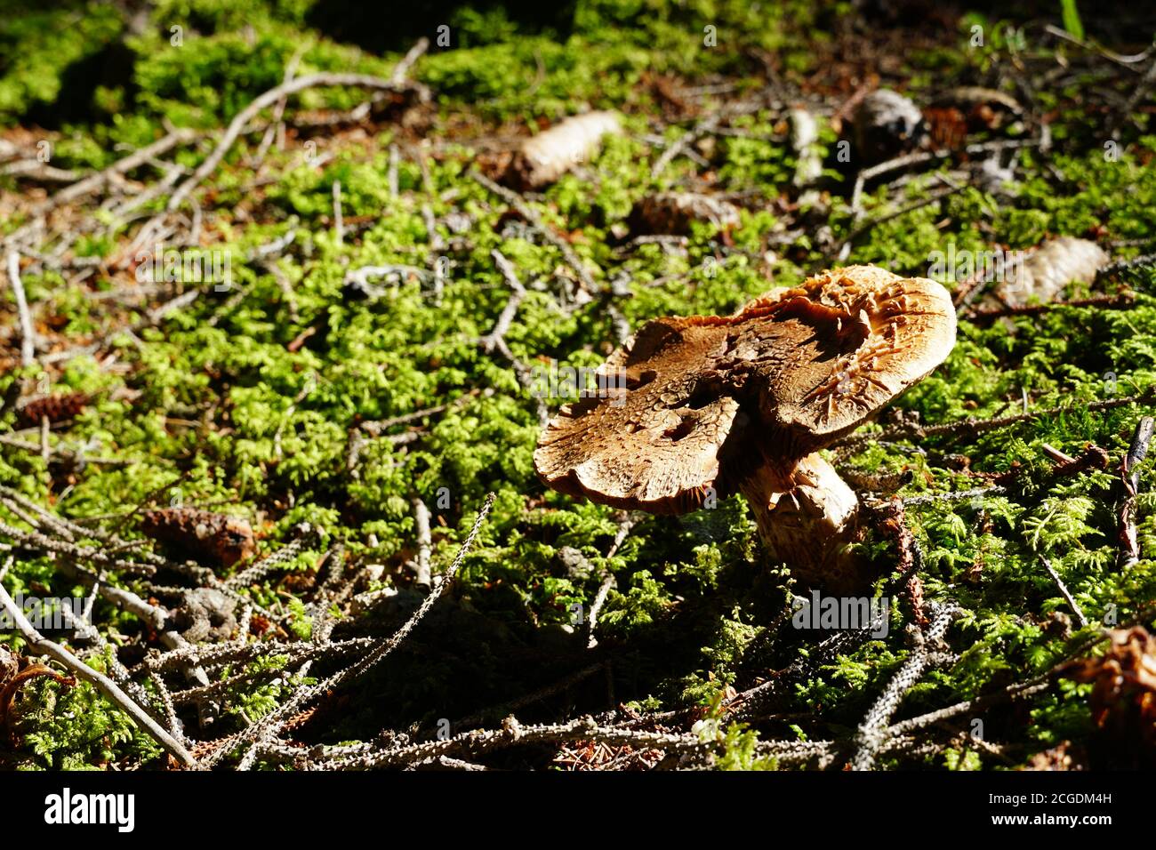 Ein einzelner Pilz auf dem grünen Waldboden mit einem negativen Raum Nahaufnahme Foto. Stockfoto