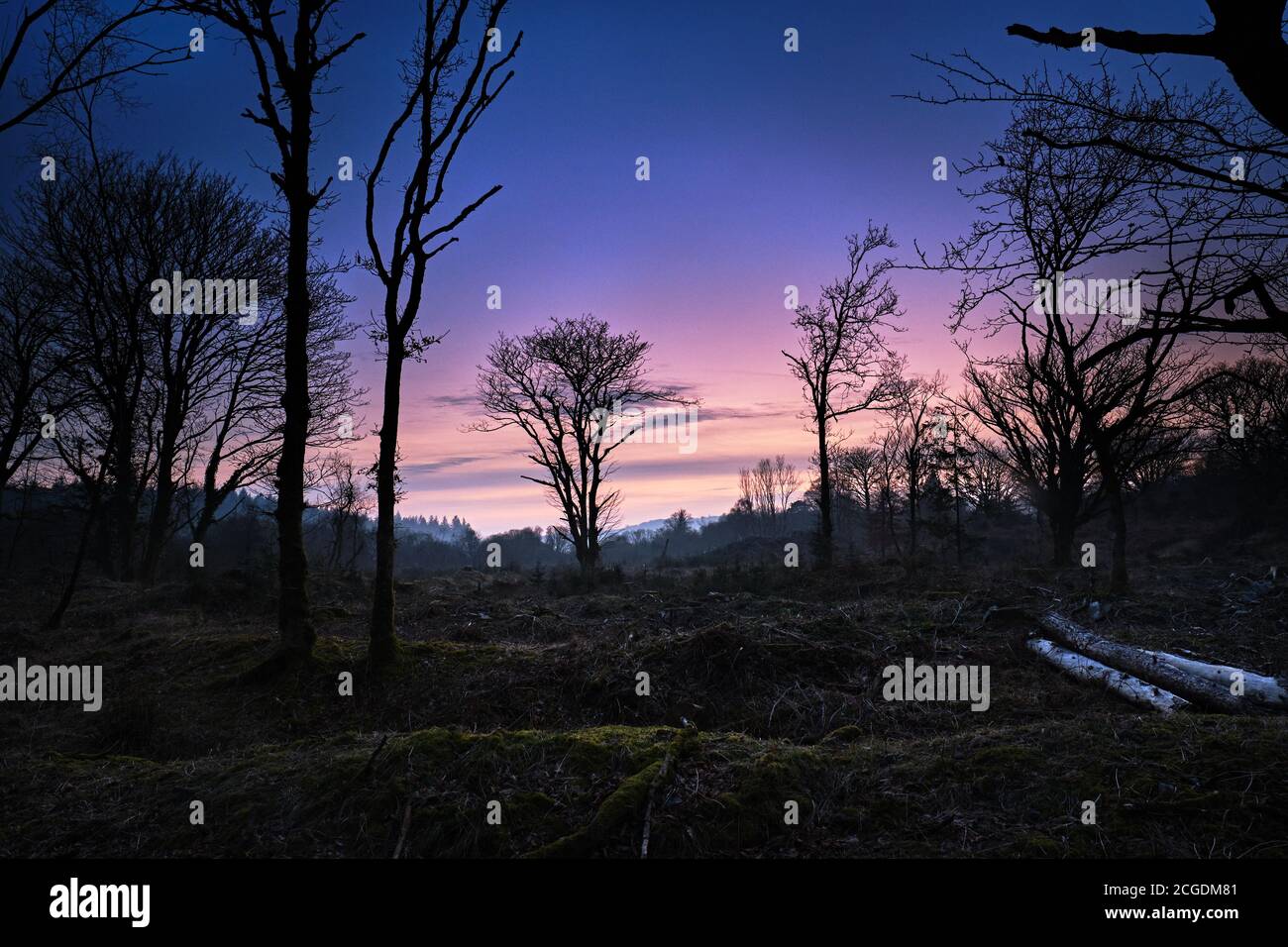 Spärliche Bäume, Sonnenuntergang, Weiches Licht Stockfoto