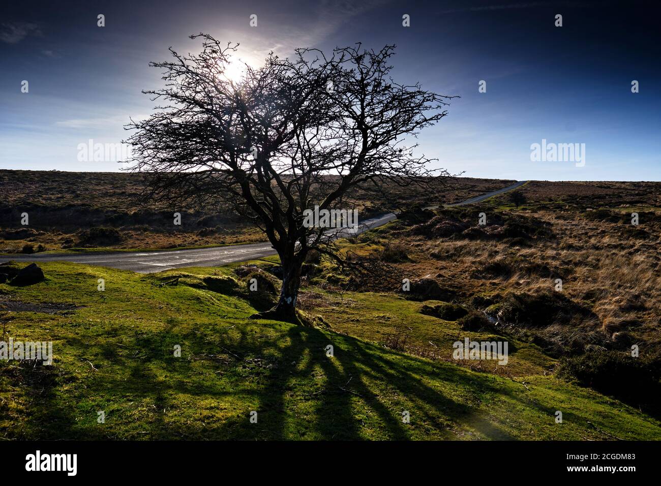 Silhouette Baum, Neben Der Straße, Moorland Stockfoto