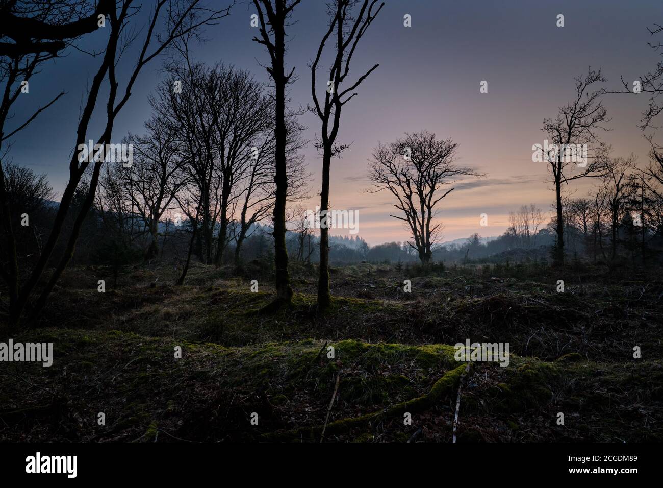 Spärliche Bäume, Sonnenuntergang, Weiches Licht Stockfoto