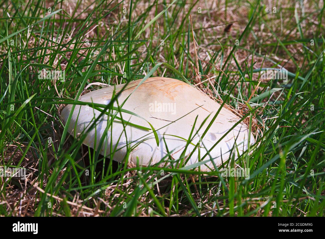Großer Pilz wächst im Feld Stockfoto