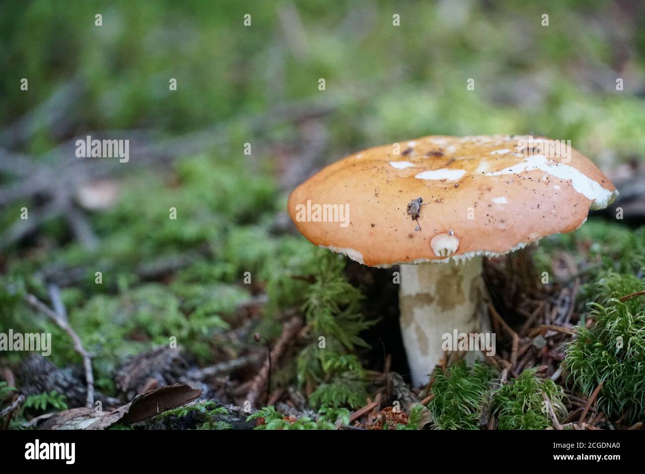Ein einzelner Pilz auf dem grünen Waldboden mit einem negativen Raum Nahaufnahme Foto. Stockfoto