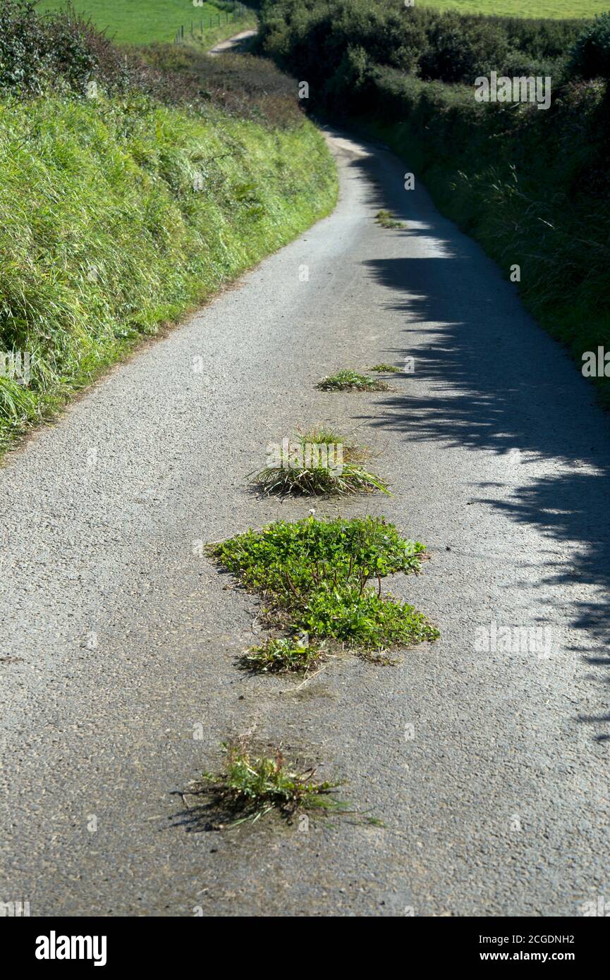 Pembrokeshire, Wales. In Der Nähe Von Marloes. Kleines Land mit Gras wächst in der Mitte des Asphalt. Stockfoto