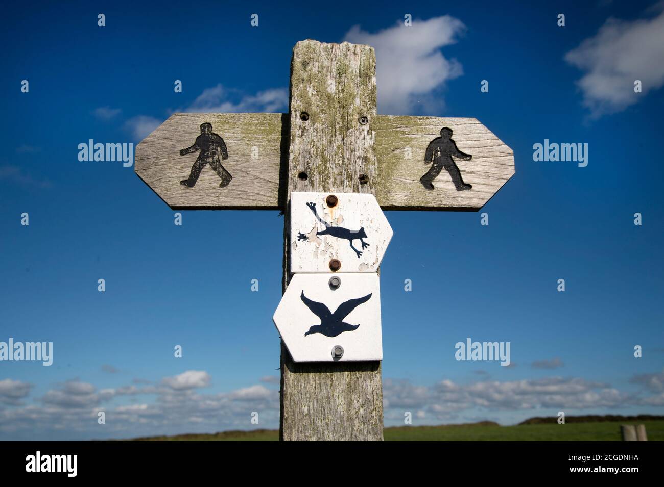 Pembrokeshire, Wales. In Der Nähe Von Marloes. Wegweiser mit Wanderwegen und Natursymbolen (Frosch und Greifvogel) Stockfoto