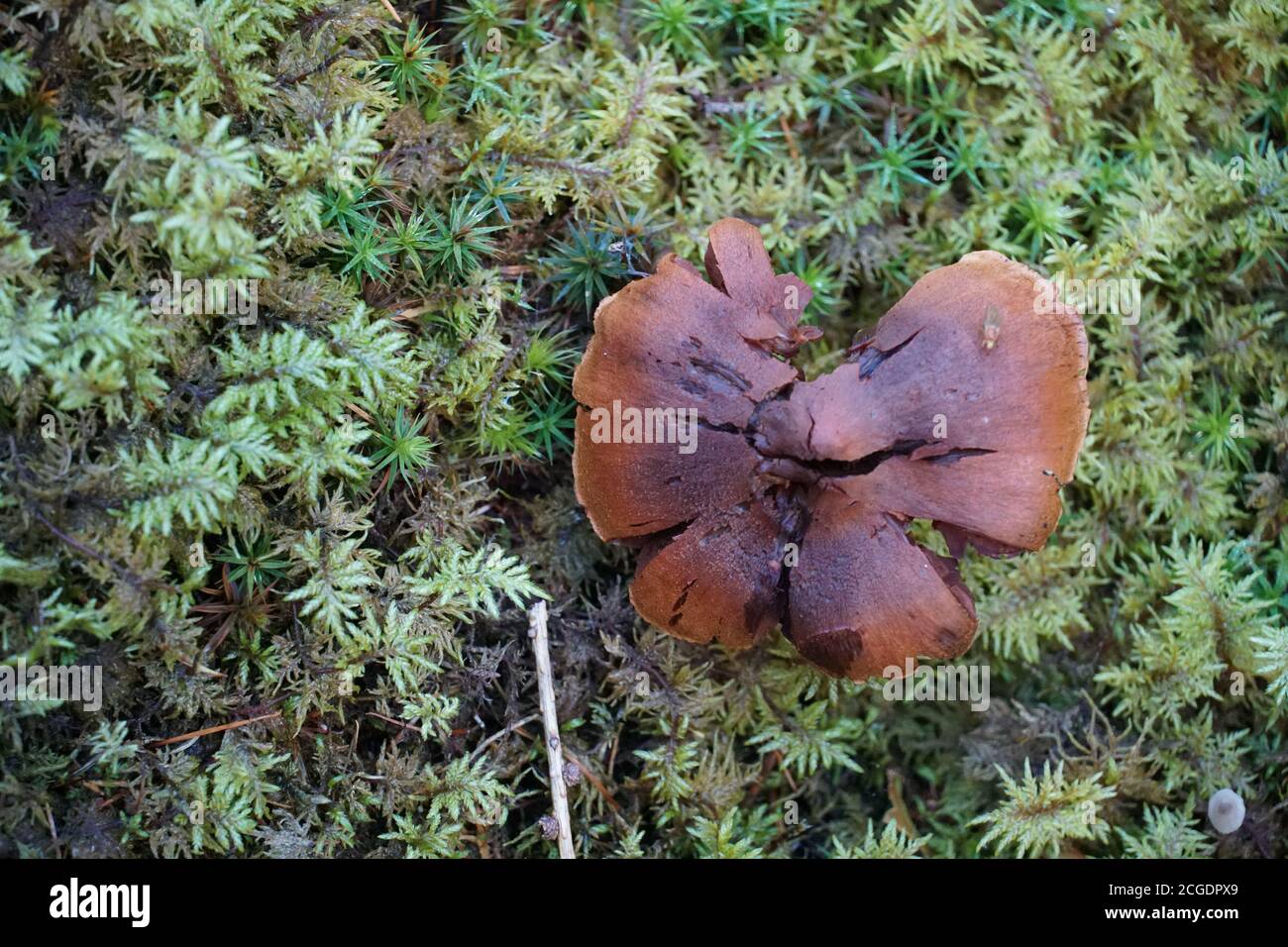 Ein einzelner Pilz auf dem grünen Waldboden mit einer Negativ-Kopie Raumfoto. High-Angle-View-Aufnahme. Stockfoto