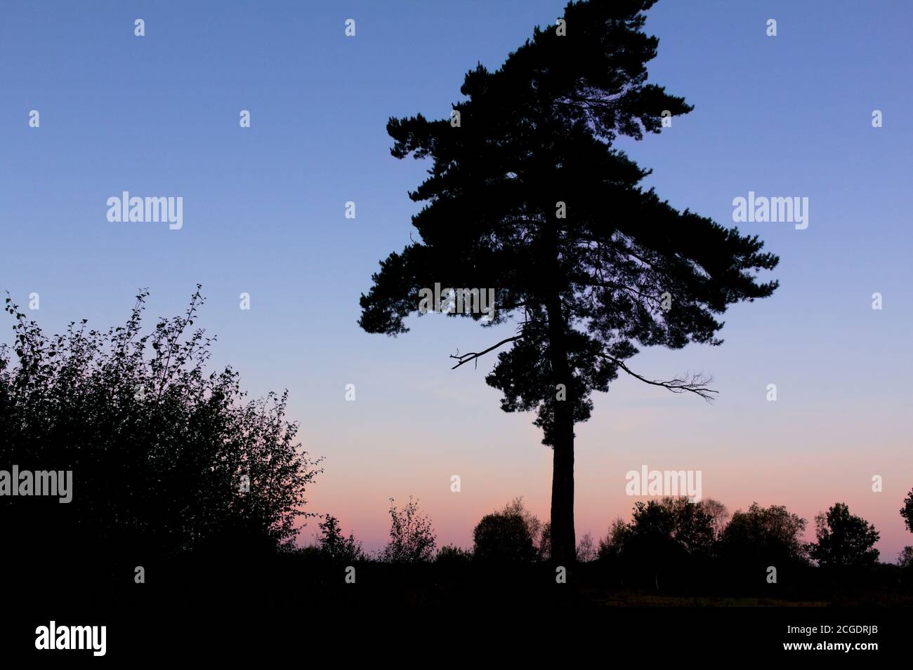 Silhouette eines Baumes bei Sonnenaufgang Stockfoto