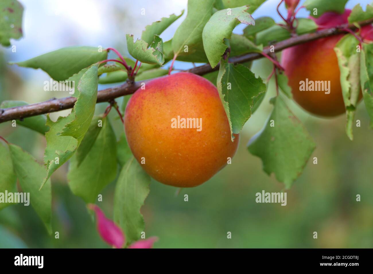 Knackige, große gelb-rote Aprikosenfrucht mit Blättern auf dem Ast Stockfoto