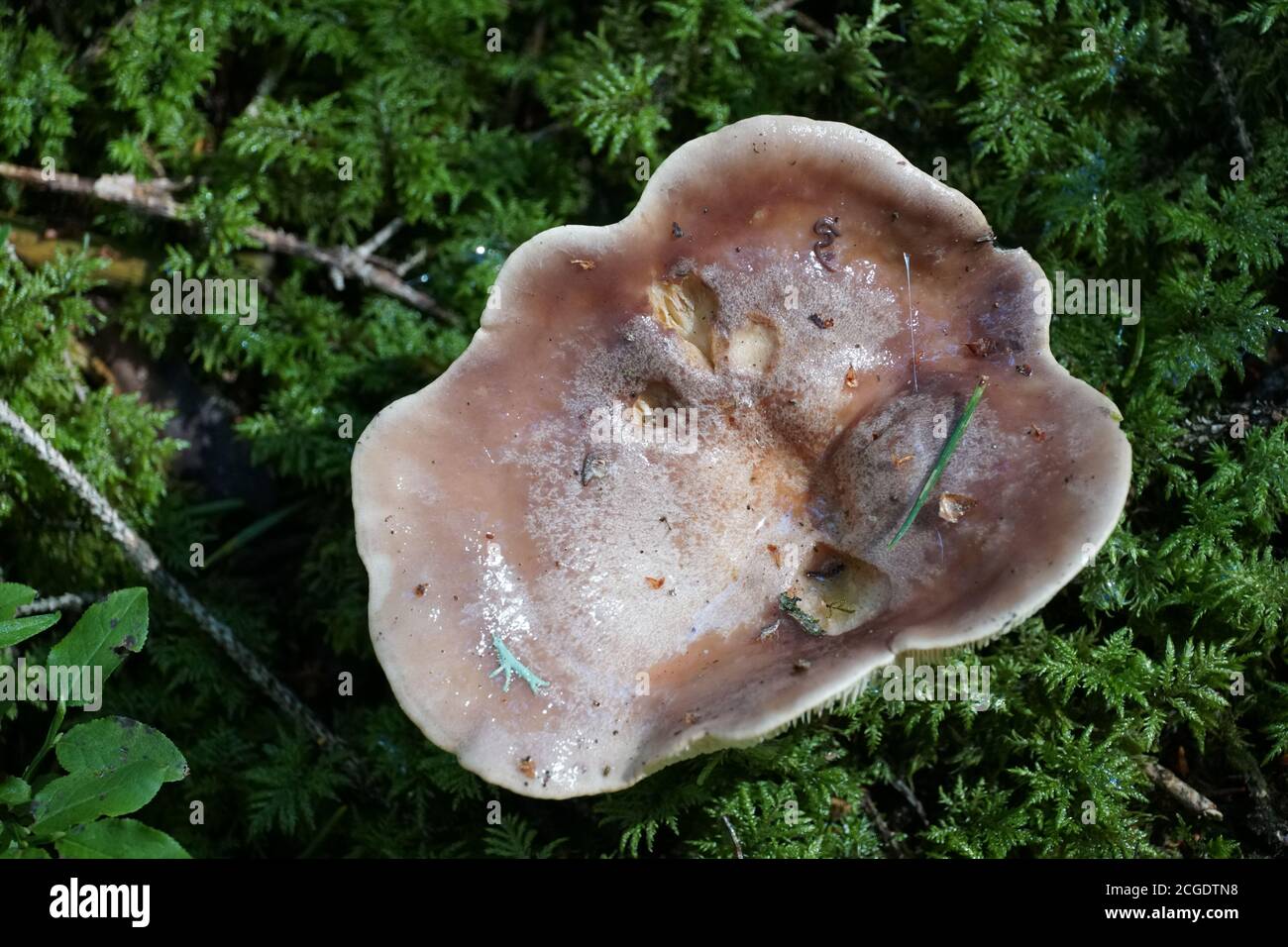Ein einzelner Pilz auf dem grünen Waldboden mit einer Negativ-Kopie Raumfoto. High-Angle-View-Aufnahme. Stockfoto