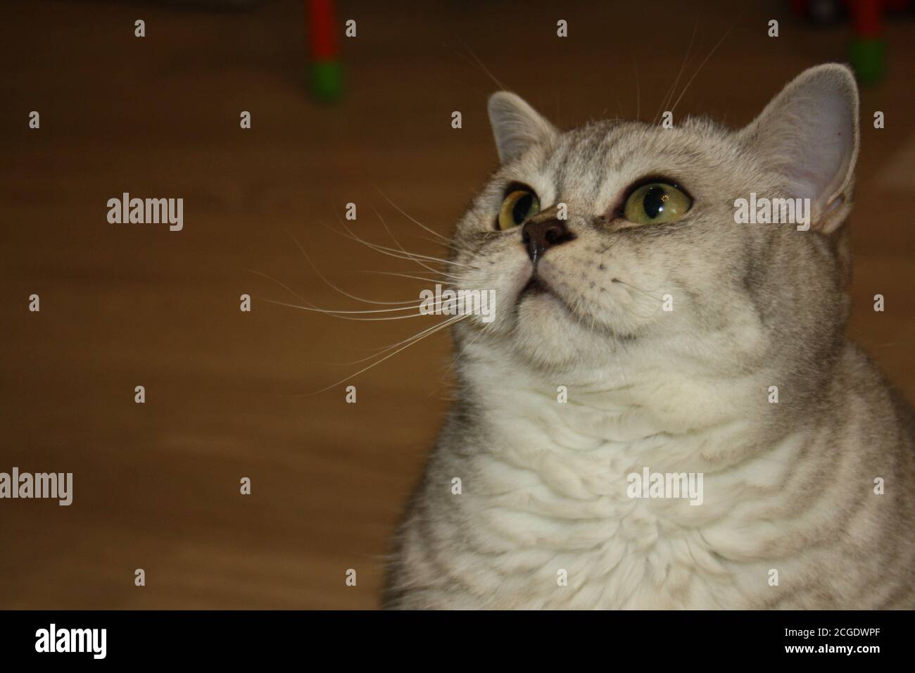 Nahaufnahme Porträt einer schönen silbernen schottischen geraden Katze Stockfoto