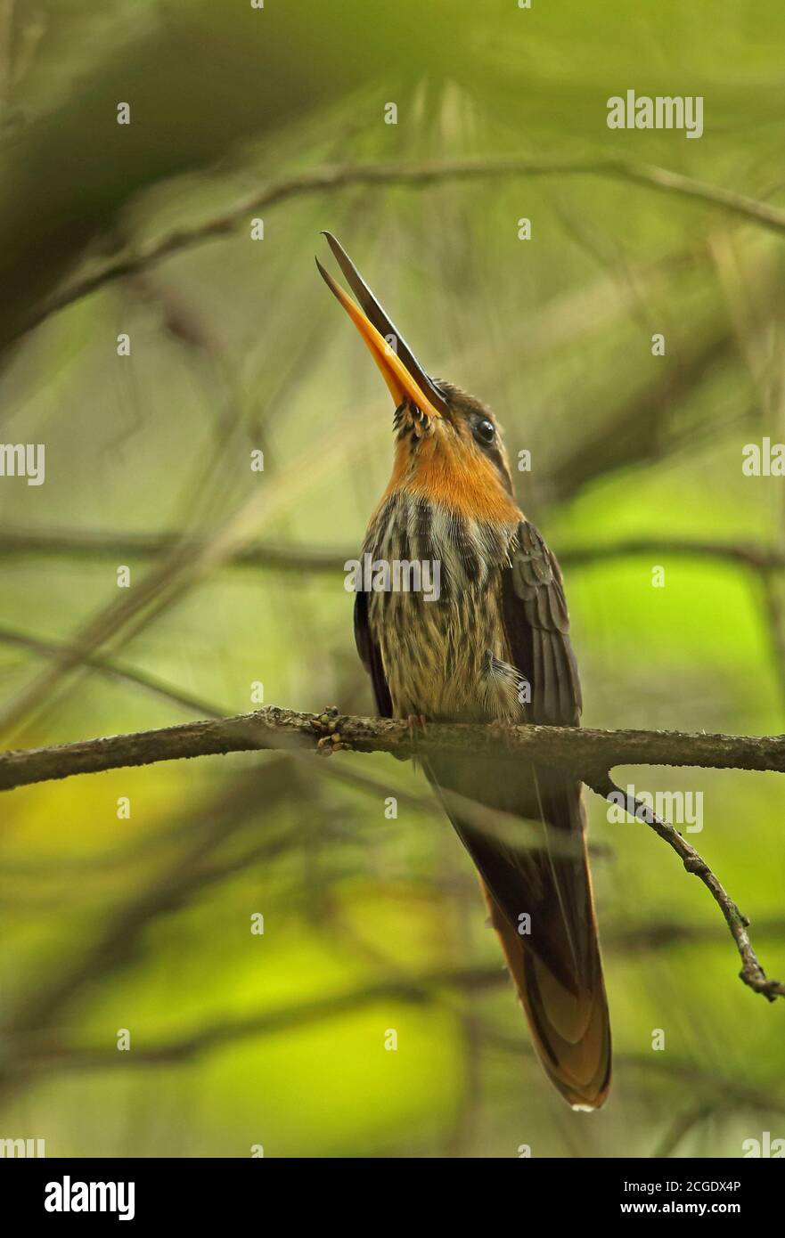 Sägeschnabel Einsiedler (Ramphodon naevius) erwachsenen Männchen auf Zweig gähnenden REGUA, Atlantic Rainforest, Brasilien Juli Stockfoto