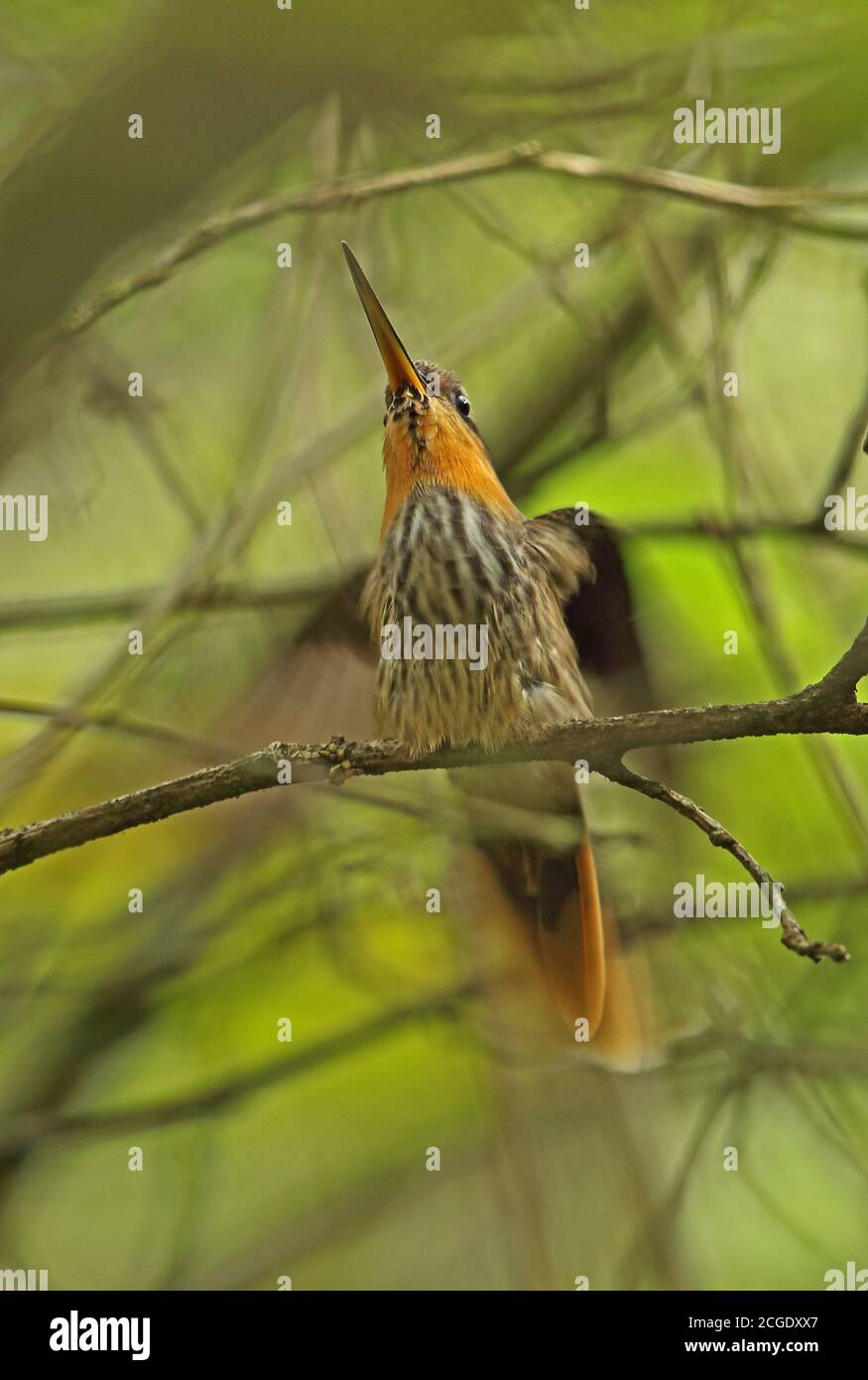 Sägeschnabel-Einsiedler (Ramphodon naevius) erwachsenes Männchen, das auf dem Ast thront, Flügel flatternd REGUA, Atlantischer Regenwald, Brasilien Juli Stockfoto