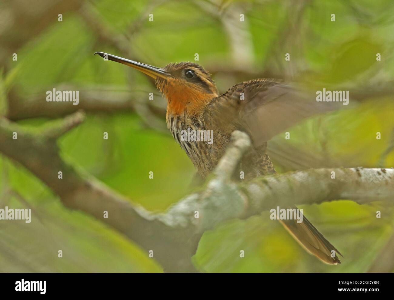 Sägeschnabel-Einsiedler (Ramphodon naevius) erwachsenes Männchen, das auf dem Ast thront, Flügel flatternd REGUA, Atlantischer Regenwald, Brasilien Juli Stockfoto