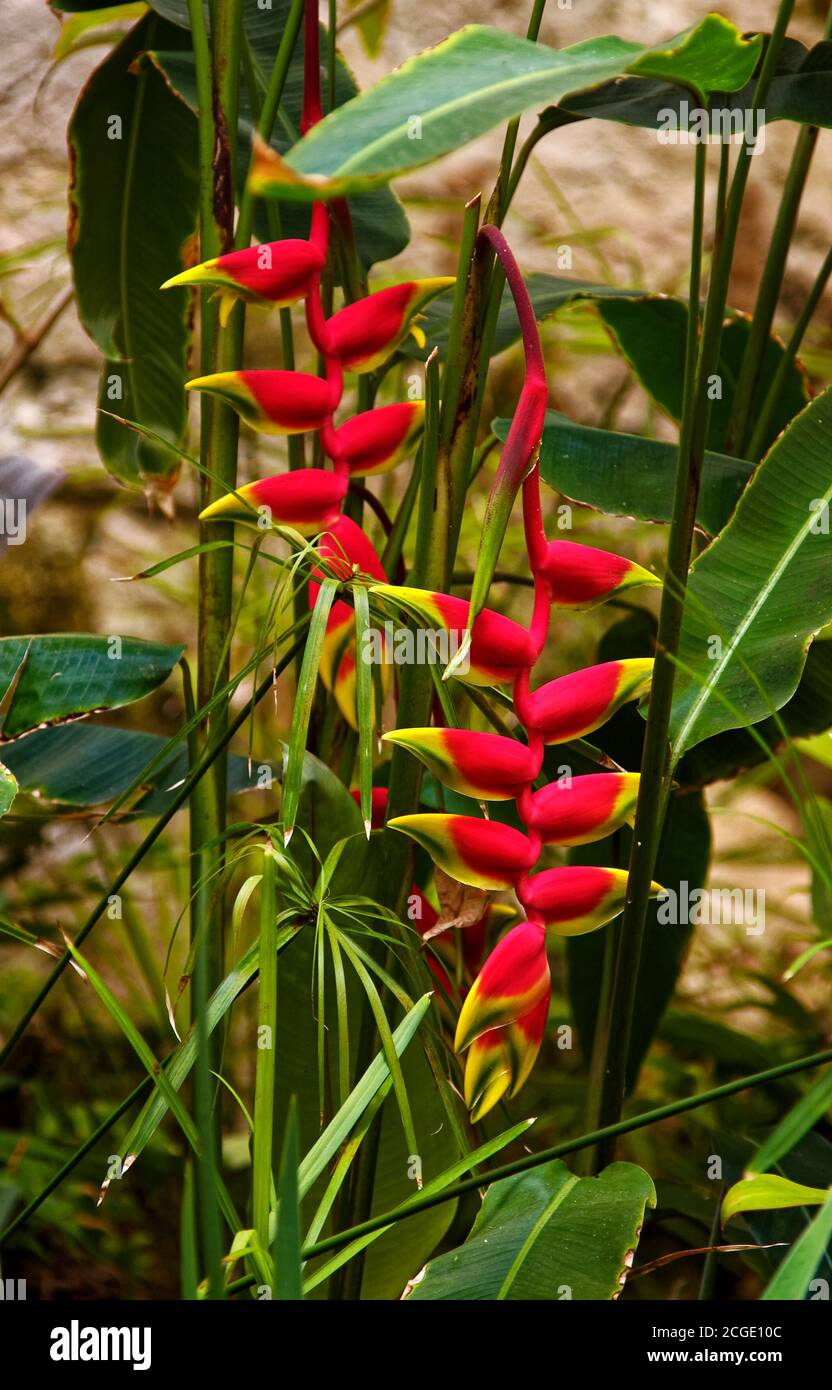 heliconia, Wildblume, Natur, rot, gelb, Hummerkrallen, hängende Bracts, tropische Pflanze, zieht Bestäuber; Bermuda Stockfoto