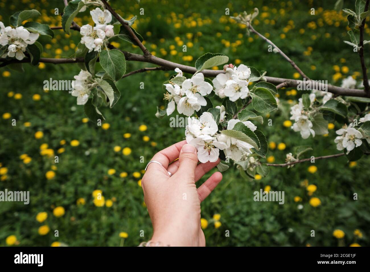 Schöne weibliche Hand berührt einen Zweig eines blühenden Apfels Baum Stockfoto