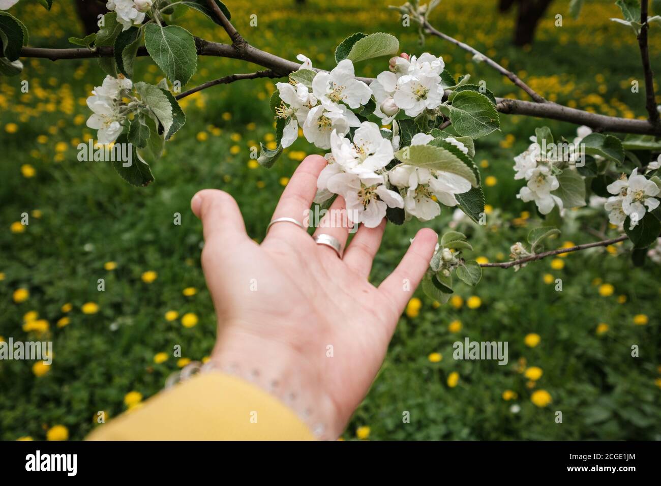 Schöne weibliche Hand berührt einen Zweig eines blühenden Apfels Baum Stockfoto