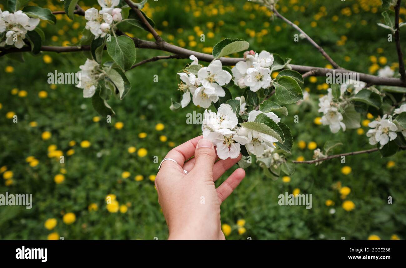 Schöne weibliche Hand berührt einen Zweig eines blühenden Apfels Baum Stockfoto