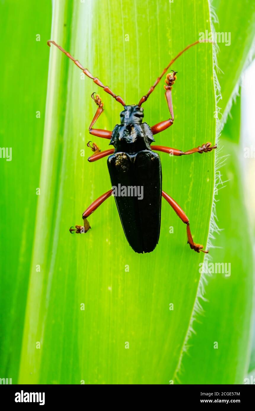 Schwarzer Longicorn Käfer Auf Maisblatt Stockfoto