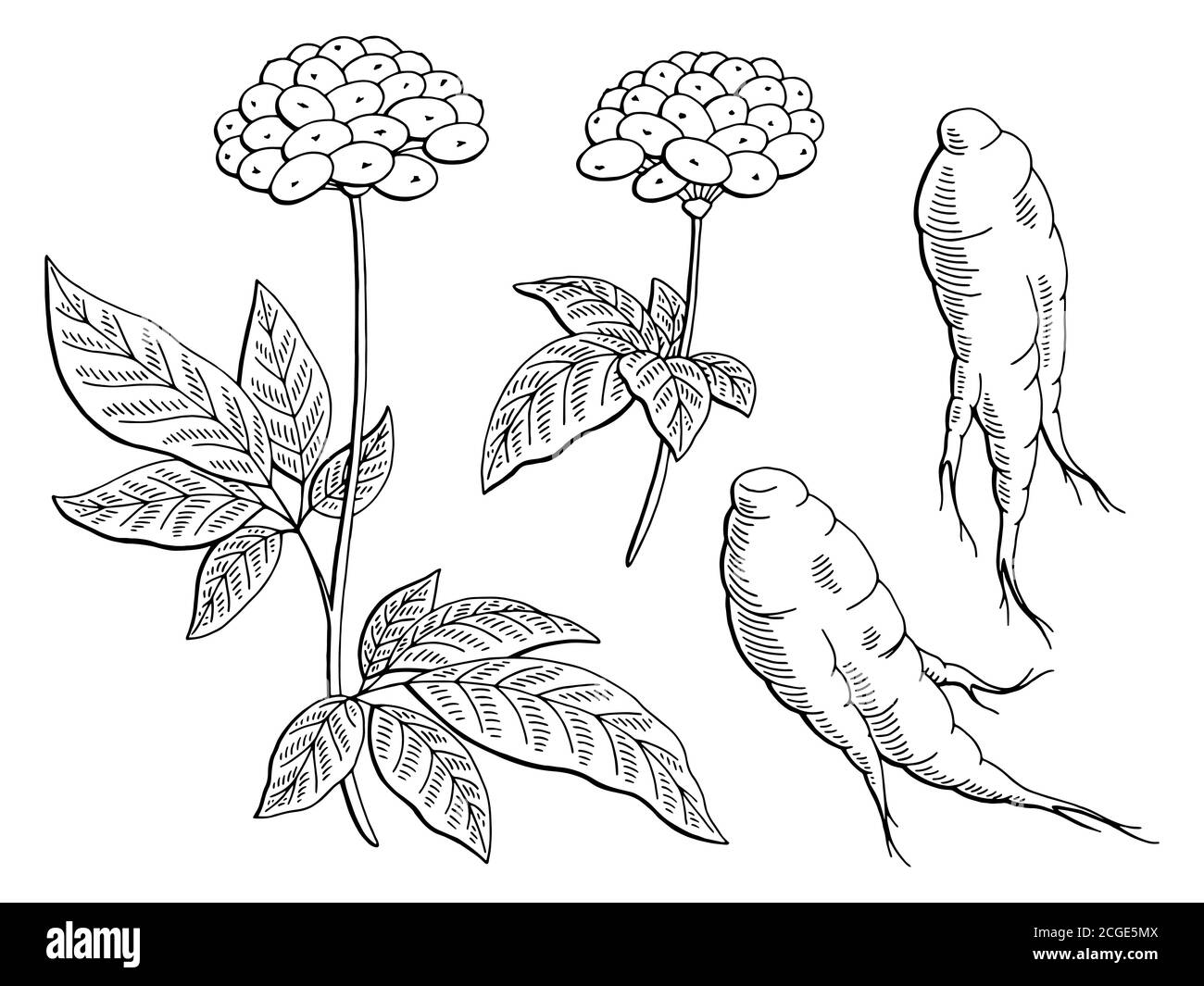 Ginseng Grafik schwarz weiß isoliert Skizze Illustration Vektor Stock Vektor