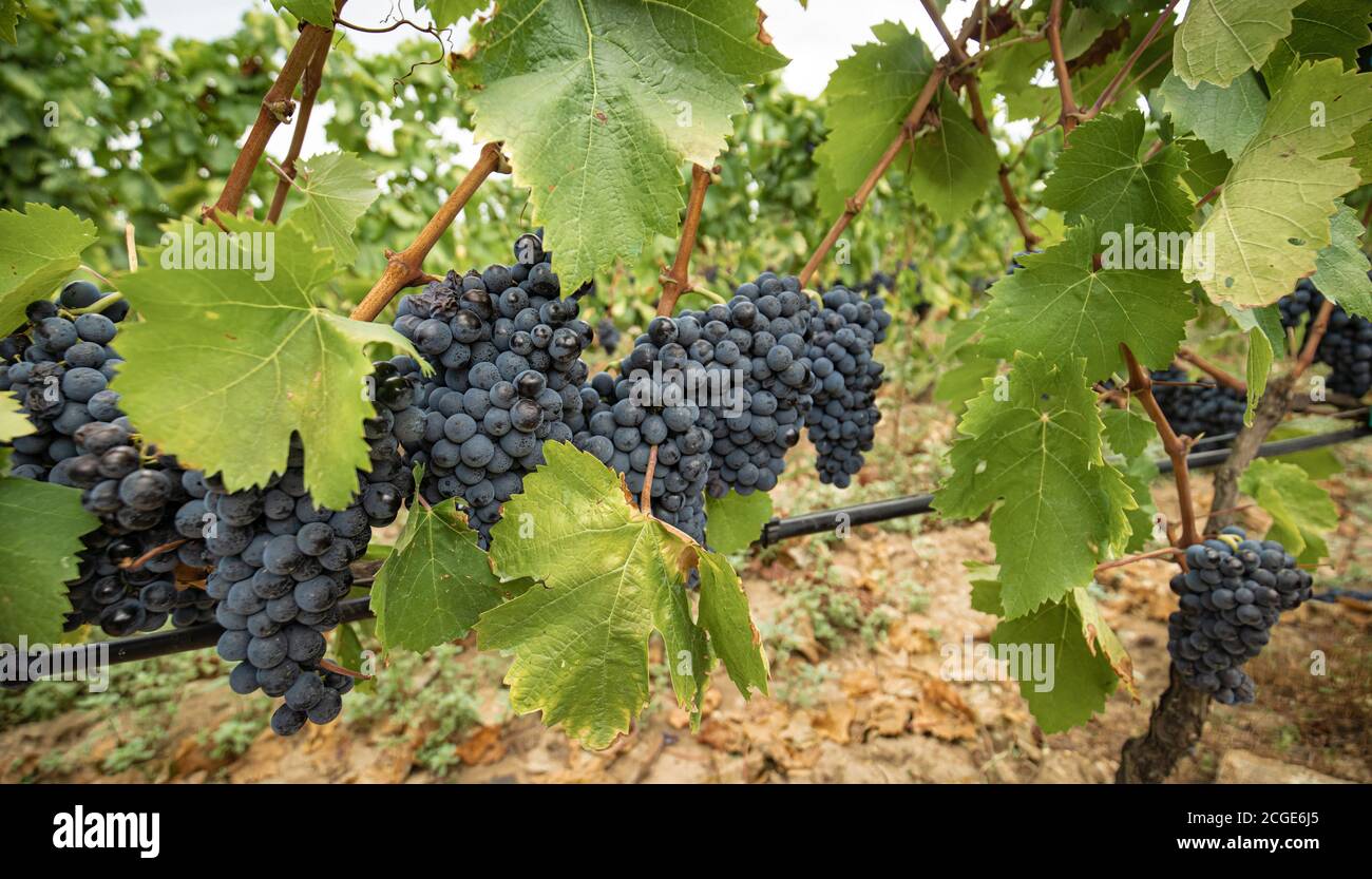 carignano del sulcis Trauben bereit für die Ernte santadi Süd-sardinien Stockfoto