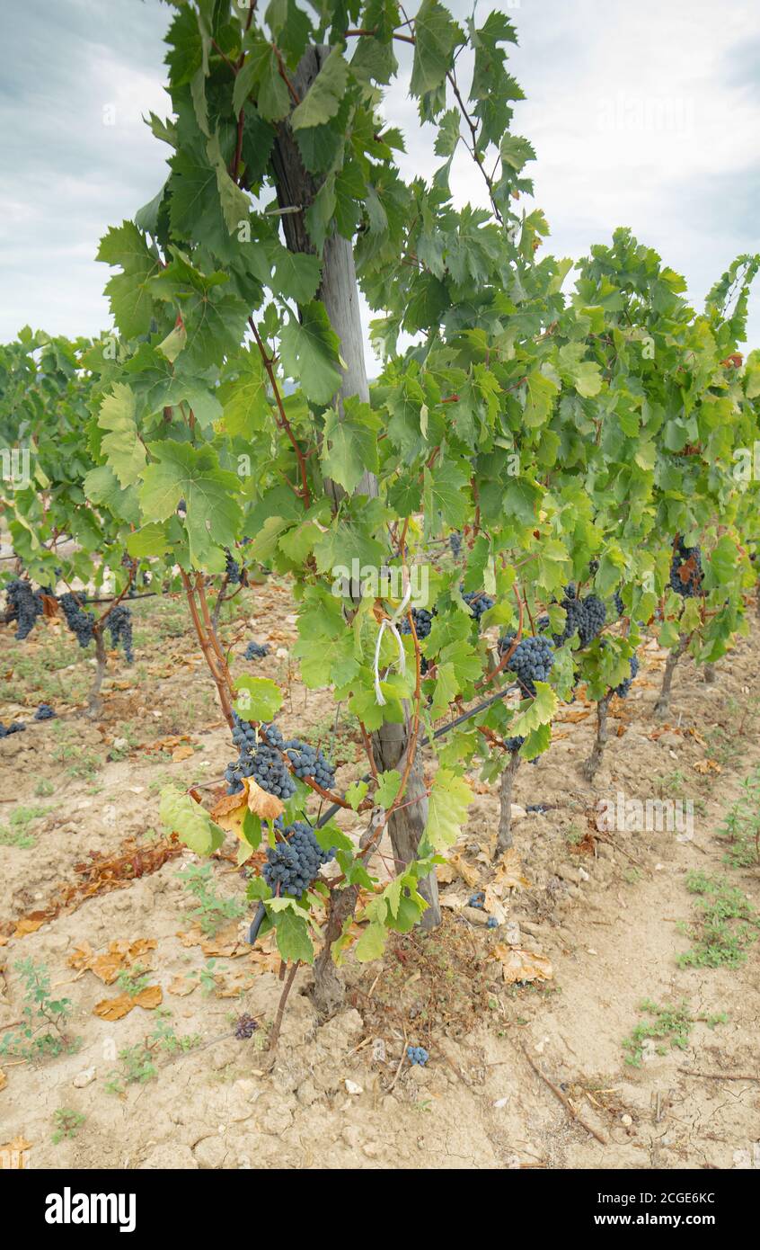 carignano del sulcis Trauben bereit für die Ernte santadi Süd-sardinien Stockfoto