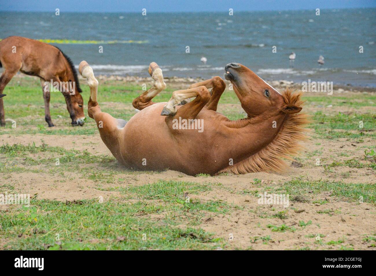 Ein Pferd liegt auf dem Rücken vor dem see Stockfoto