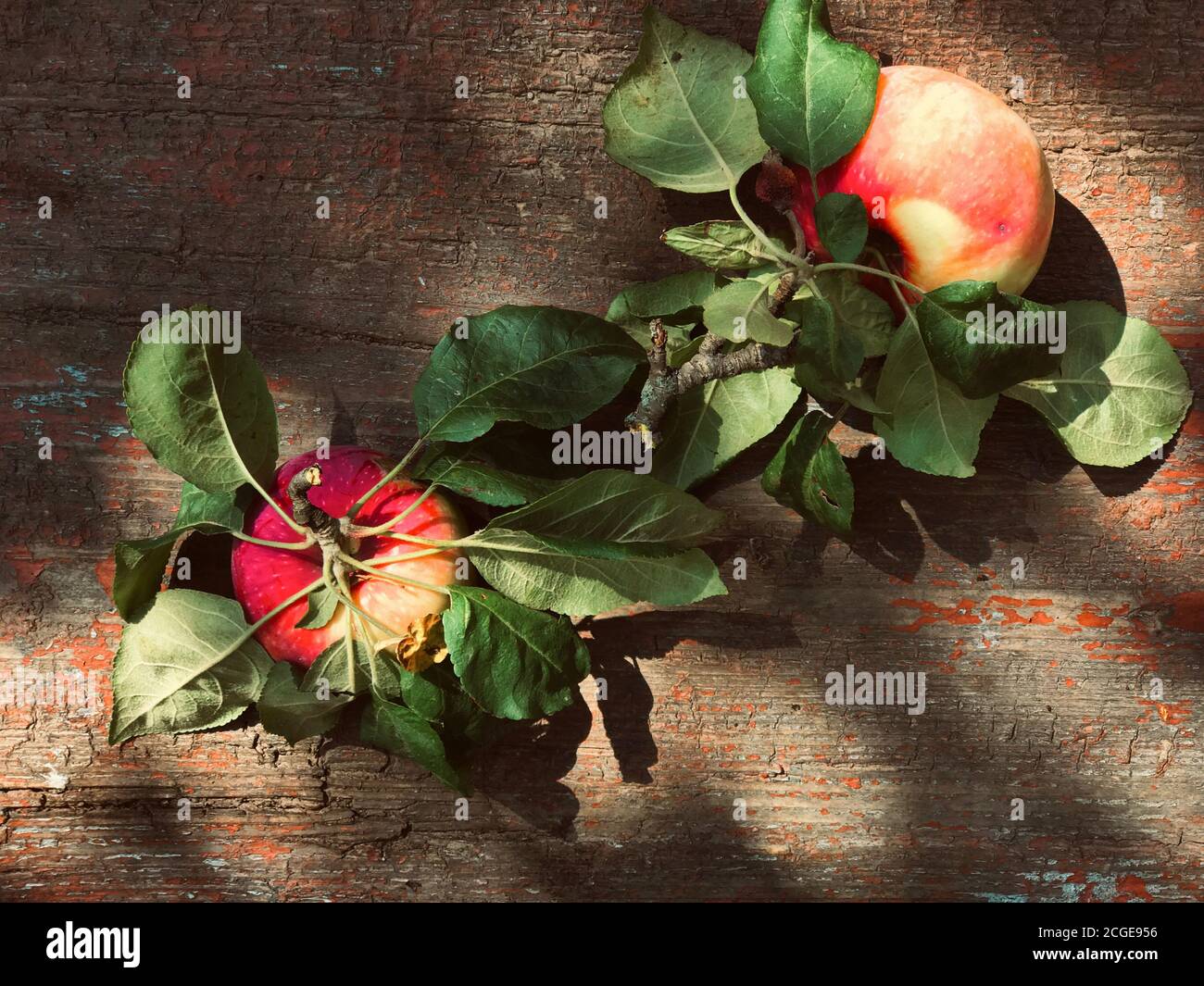 Zwei reife rote und gelbe gerade gepflückte Äpfel mit Flecken und grünen Blättern lagen flach auf einem schäbigen alten Holz mit abblätternder Farbe. Stockfoto