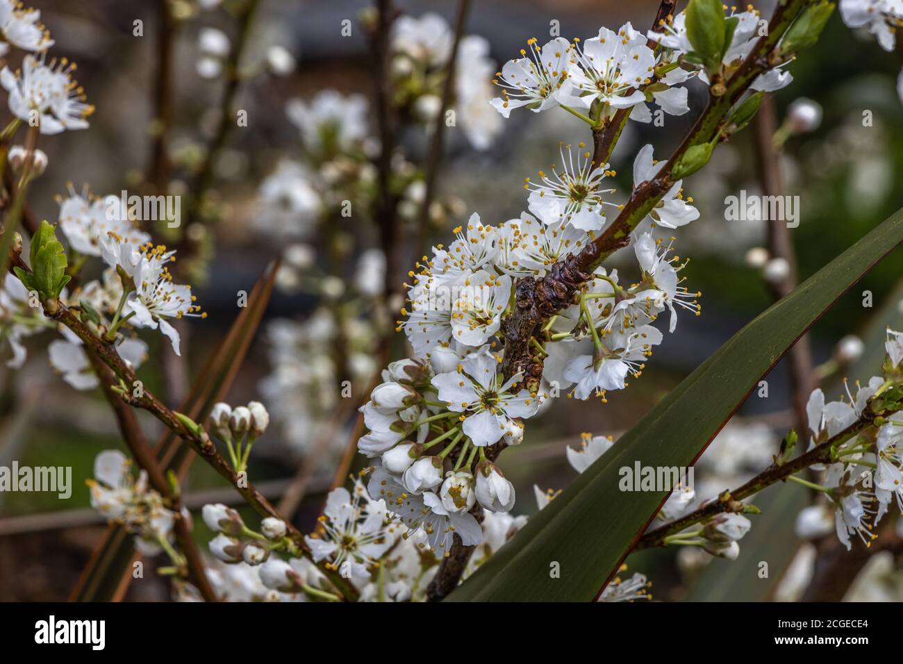 Plum Blossom Stockfoto