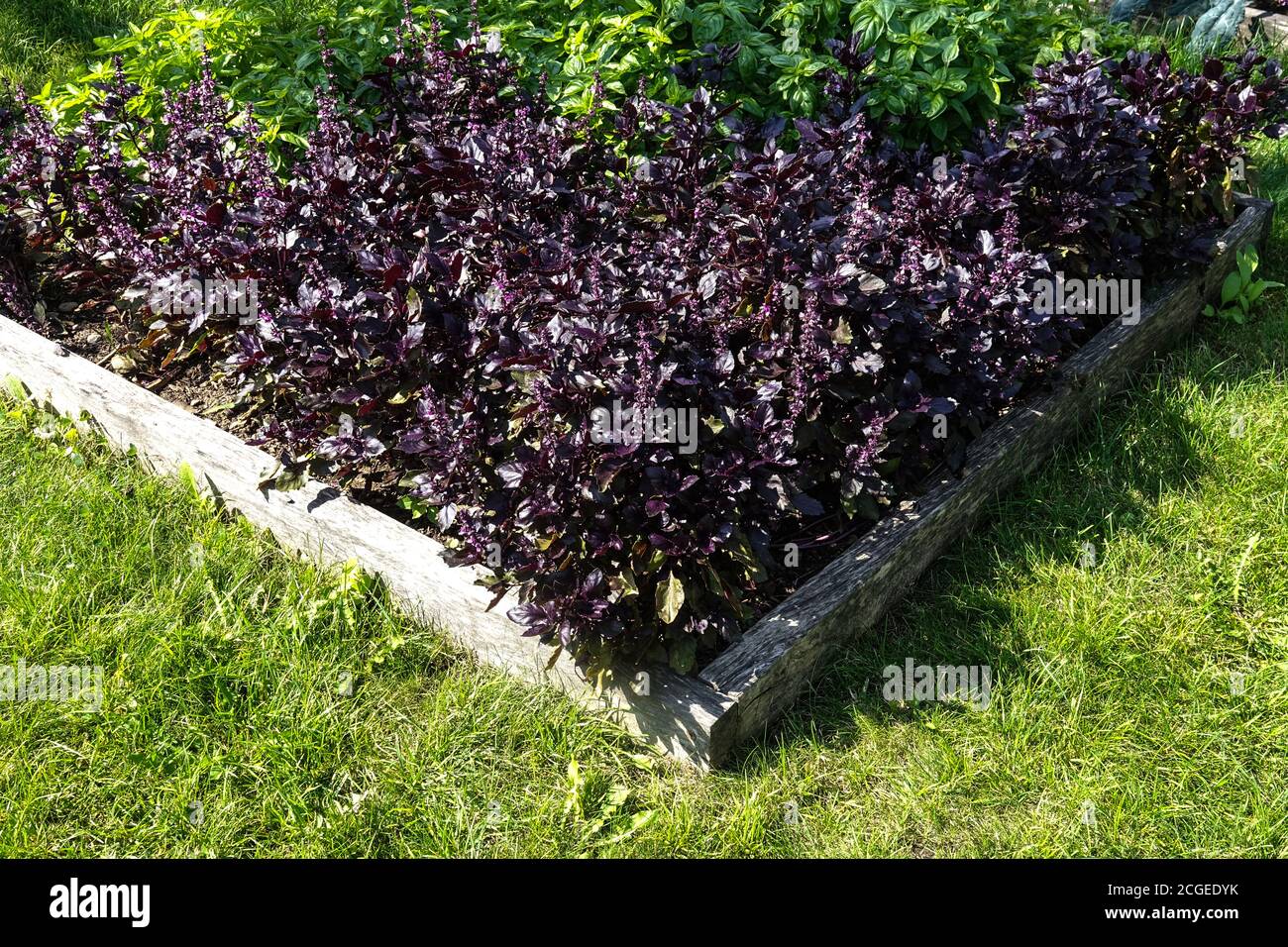 Hochbeet Garten, Ocimum basilicum Purple Basilikum Kräuter wachsen im Gemüsegarten September in Zuteilung Garten Kraut Stockfoto