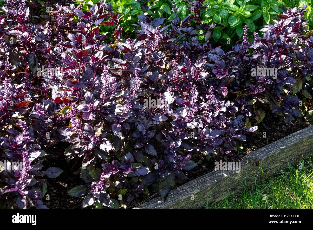 Hochbett Gemüsegarten Kräuter Purple Basilikum, Kraut für die Küche Ocimum basilicum Kräuter Garten Basilikum Stockfoto