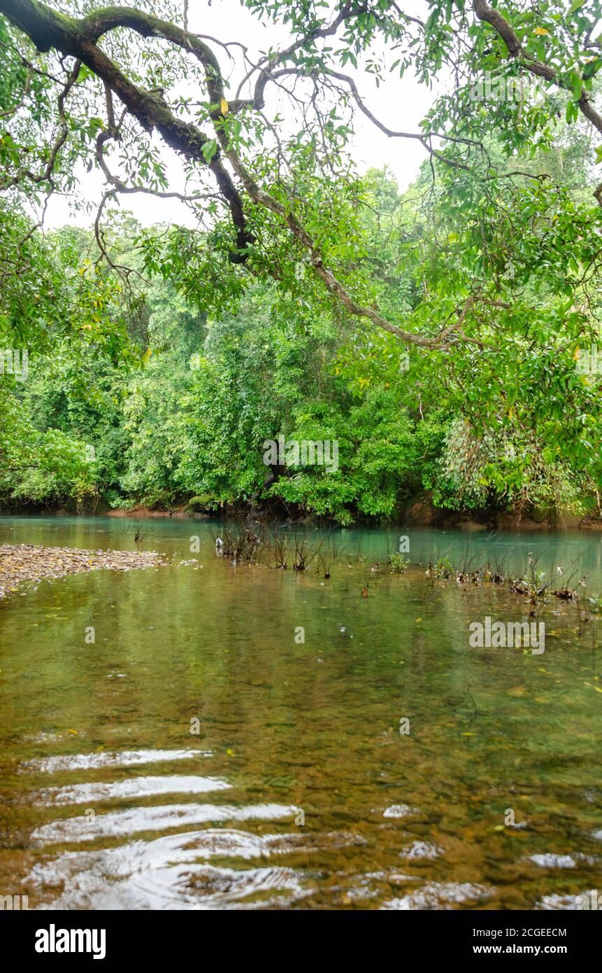 Ruhige Lage mit fließenden Strom von Wasser und Grün umgeben es irgendwo in den bewaldeten Regionen von Mollem, Goa, Indien Stockfoto