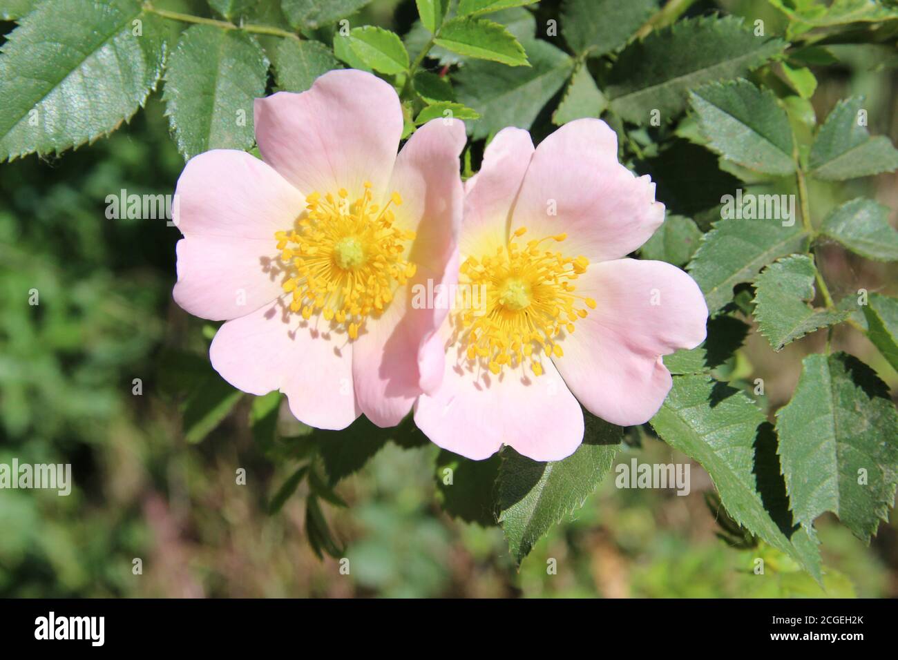 Schöne Nahaufnahme von einer Hundrose Pflanze Hagebutte Blümchen Stockfoto