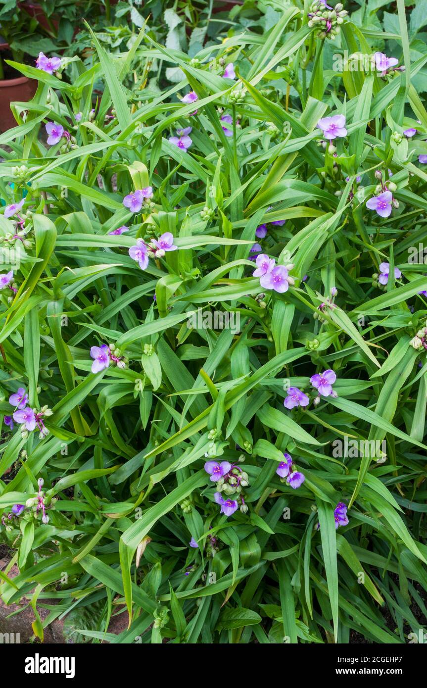 Tradescantia virginiana in einer Gruppe von Blüten und Knospen. Gegen den Hintergrund der Blätter. Stockfoto