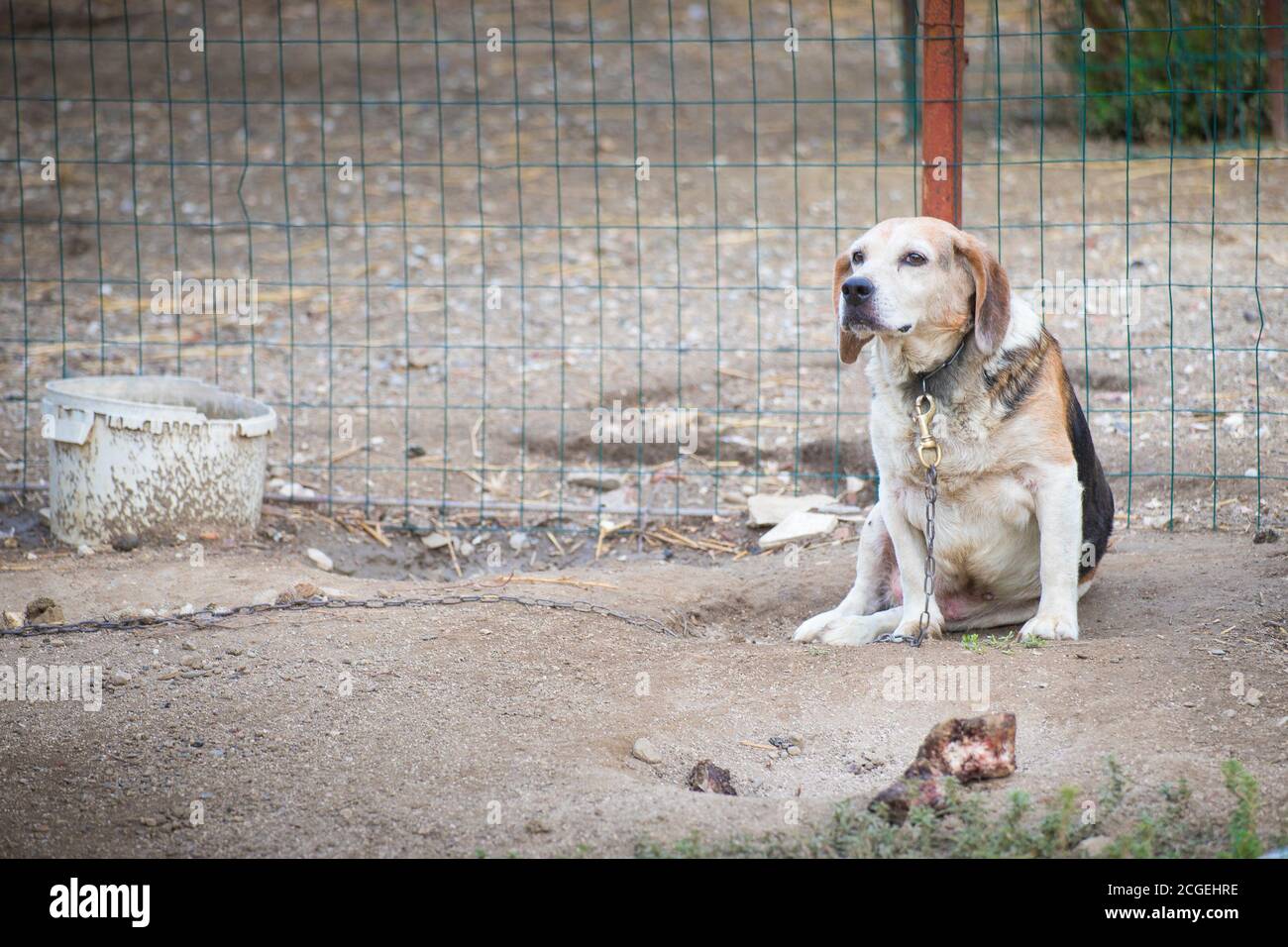 Unglücklicher, trauriger Beagle-Hund an einer Kette gehalten, im Hof sitzend. Symbol für Tiermissbrauch mit Kopierraum. Stockfoto