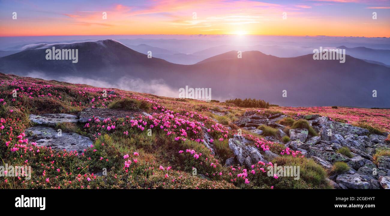 Panoramablick im Rasen mit rosa Rhododendron-Blumen, schöner Sonnenuntergang mit orangefarbenem Himmel im Sommer. Berglandschaften. Standort Karpatenland, Ukr Stockfoto