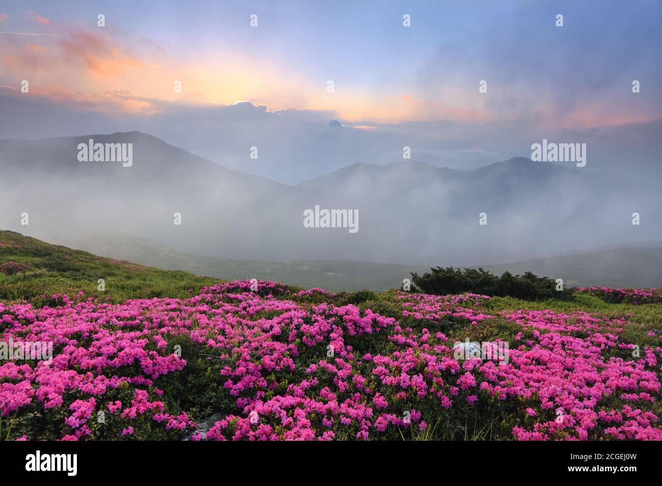 Morgenlandschaft mit blühenden Rhododendron, Nebel, hohen Bergen und Sonnenuntergang. Majestätische Sommerlandschaft. Lage Ort der Karpaten, Ukraine Stockfoto