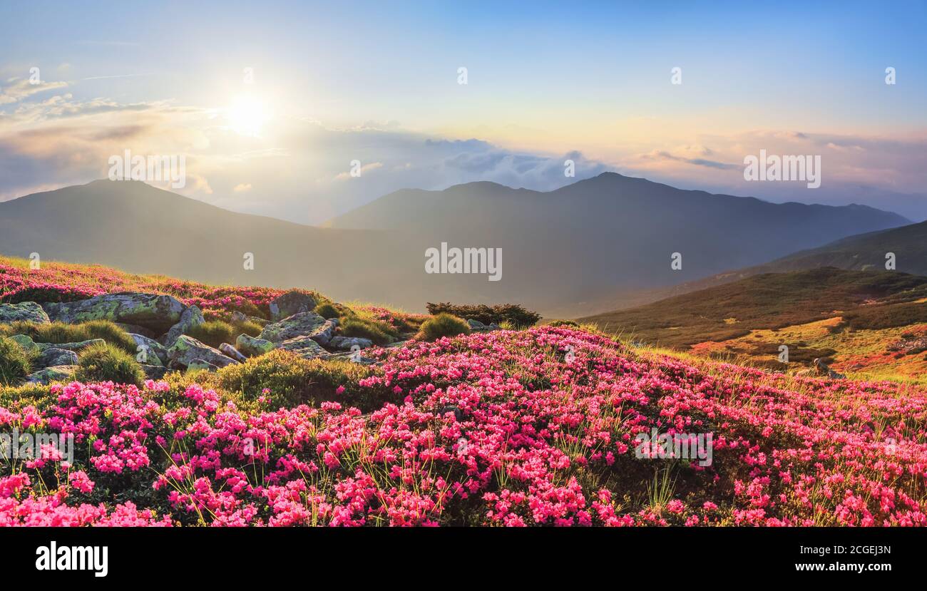 Panoramablick im Rasen mit Rhododendron-Blüten. Berglandschaften. Konzept der Wiedergeburt der Natur. Rette Die Erde. Toller Sommertag. Lage Karpaten Stockfoto