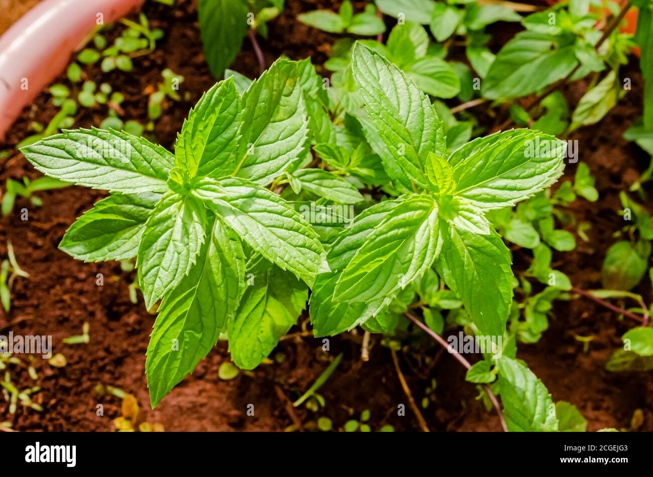 Die Blätter der kleinen Black Mint Plant Stockfoto