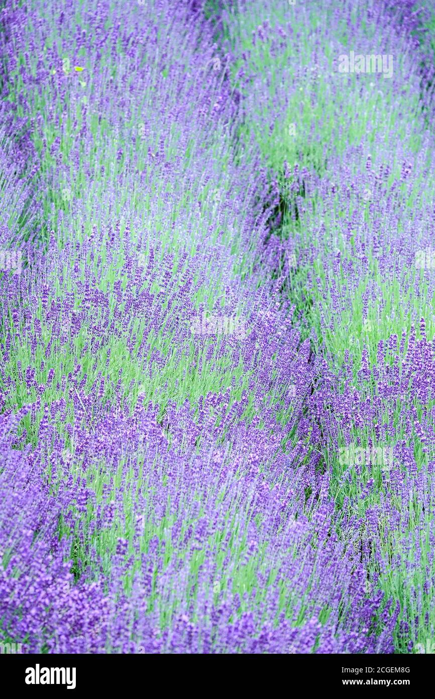 Abstrakte lila Pflanze in einer Reihe, Lavendelblüten Stockfoto
