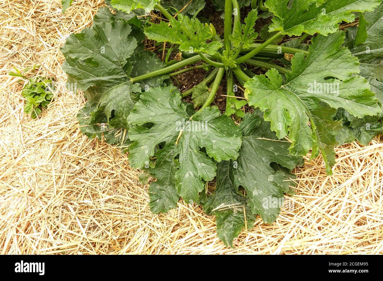 Strohmulchgarten, Mulchen um Pflanzen im Gemüsegarten, Zucchini, Cucurbita Pepo-Zucchini-Pflanze Stockfoto