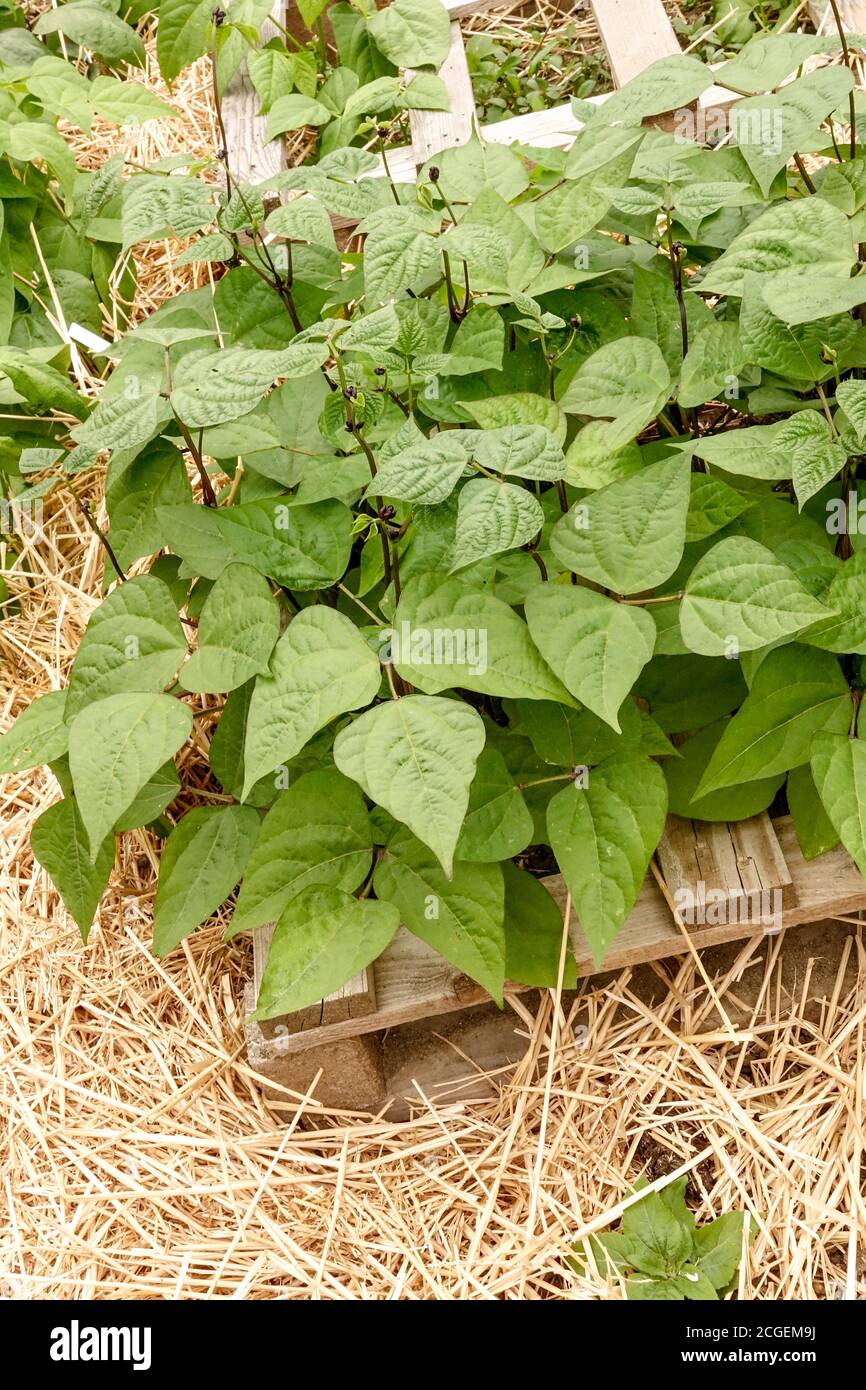 Stroh Mulch Garten, Mulchen um Pflanzen im Gemüsegarten, gemeinsame Bohnen Stockfoto