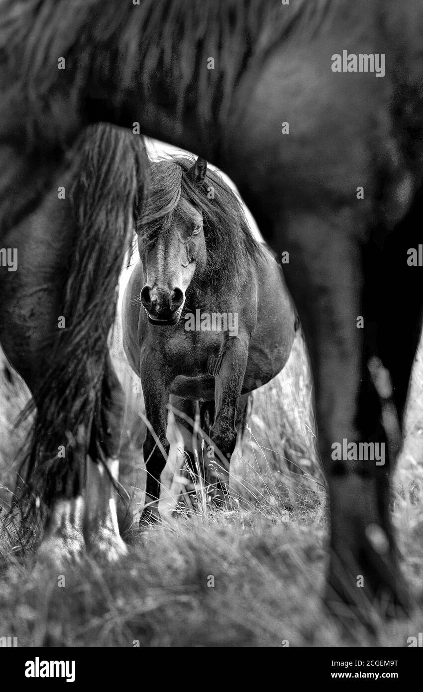 Pferde im Feld auf dem Berg Stockfoto
