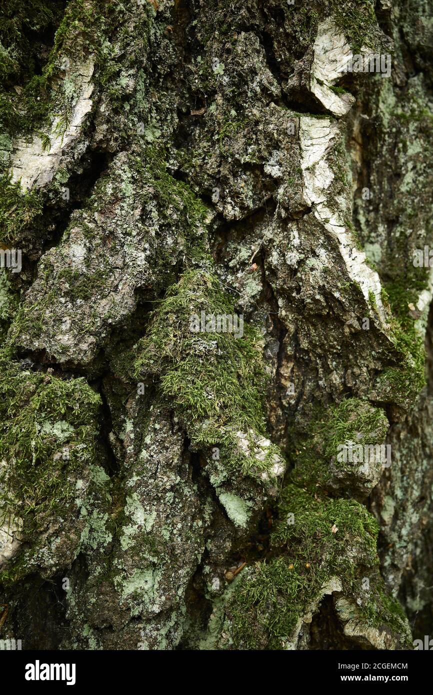 Strukturierte, mit Flechten und Moos bedeckte Rinde von Birke. Nahaufnahme des vertikalen Bildes. Eine gespaltene Oberfläche aus Birkenrinde mit Streifen. Stockfoto