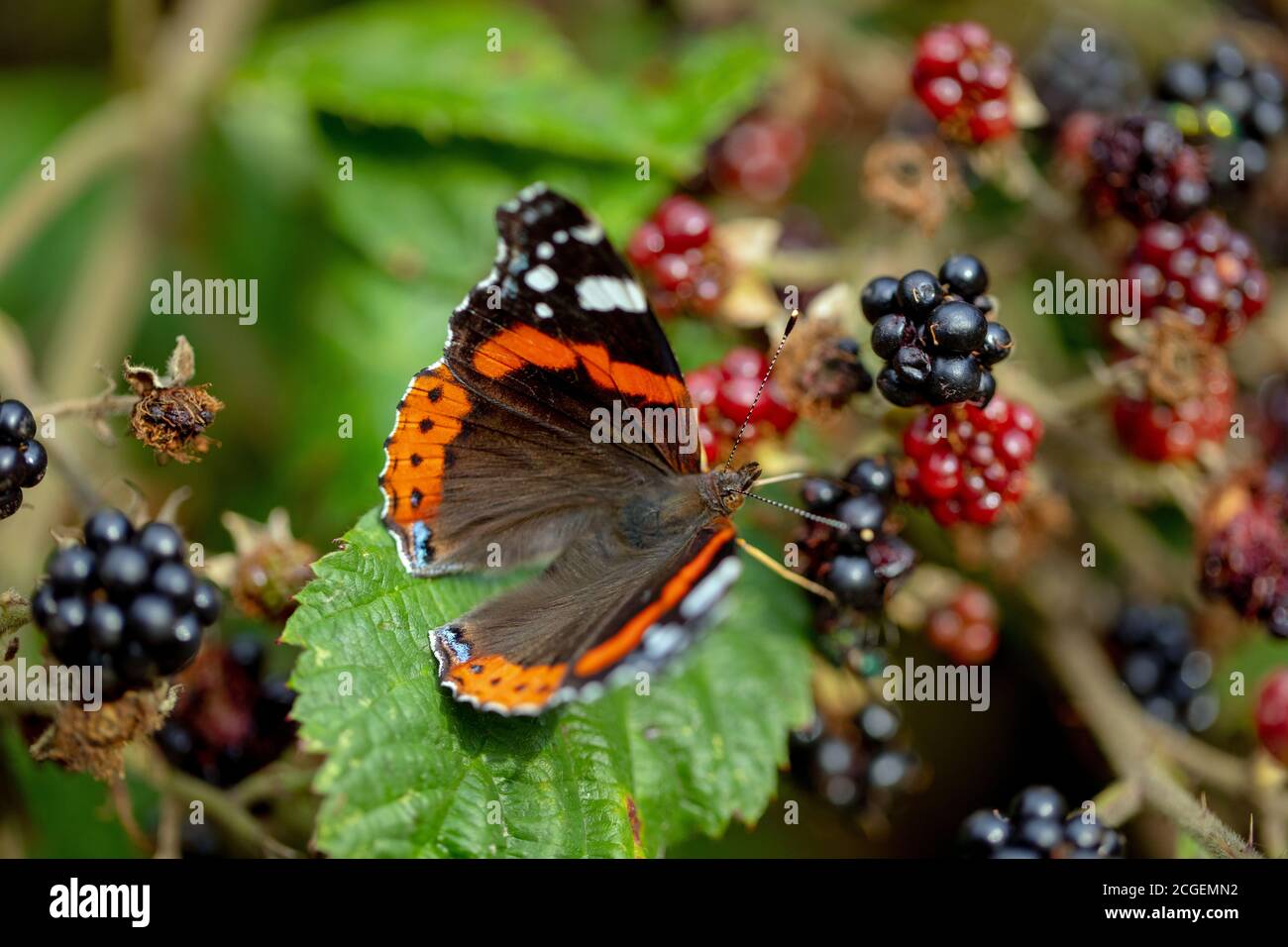 Schmetterling des roten Admirals (Vanessa atalanta). Fütterung von überreifen Brombeeren (Rubus fruticosus), mit teilweise offenen Flügeln. Stockfoto